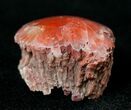 Pennsylvanian Aged Red Agatized Horn Coral - Utah #15240-1